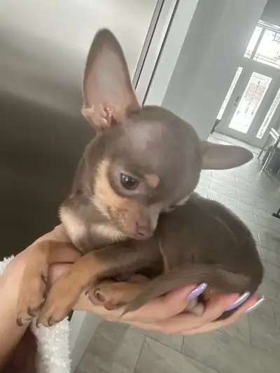2.5lbs MICRO ADULT CKC LILAC CHIHUAHUA, View more