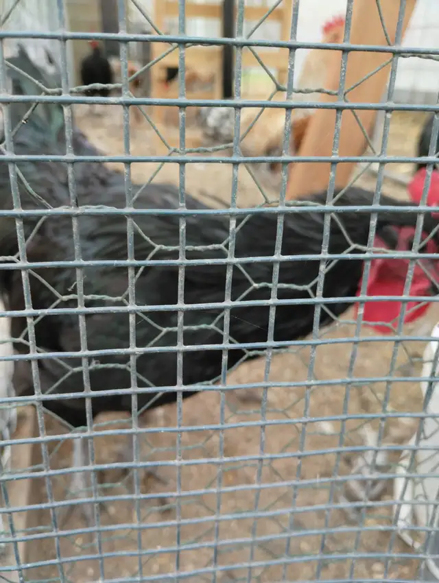 , buff Orpington, jersey giant , austrolorp | Livestock | Saskatoon ...