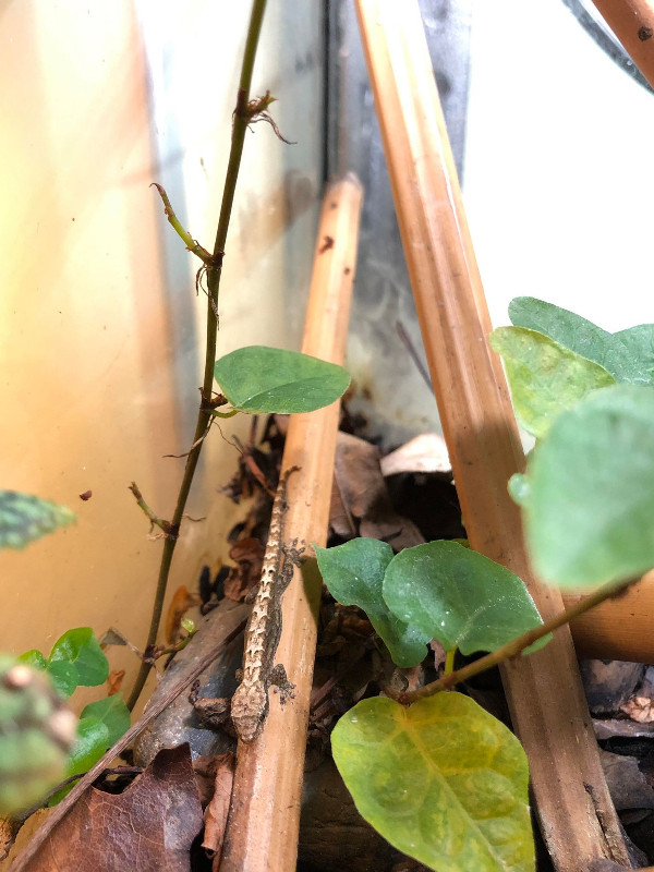 Mourning Geckos in Reptiles & Amphibians for Rehoming in Burnaby/New Westminster - Image 2