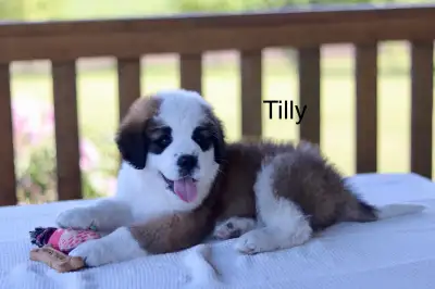 Purebred St. Bernard puppies. St. Bernard., View more