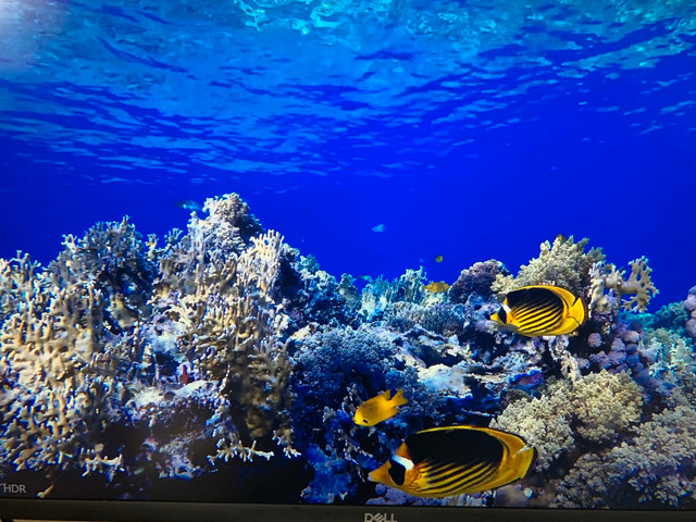 Dell 4K 27inch IPS monitor in Monitors in Calgary - Image 3