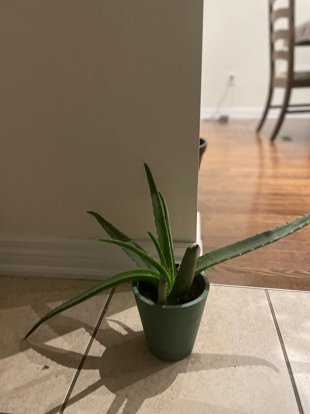 Aloe Vera in Other in La Ronge