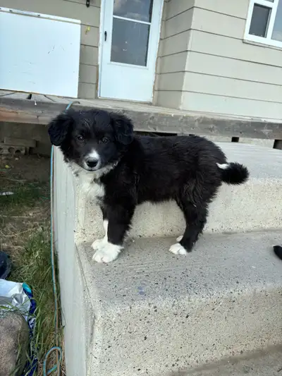  collie pups , View more