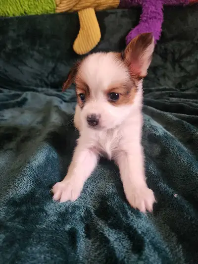Papillon puppies, View more