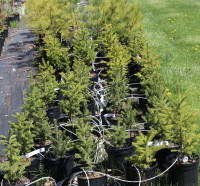 Native Tree Seedlings and Shrubs for sale
