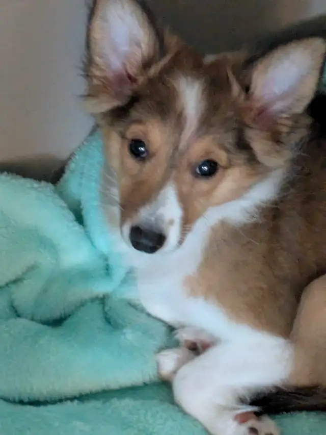 Shetland mini miniature 13livres in Dogs & Puppies for Rehoming in West Island - Image 9
