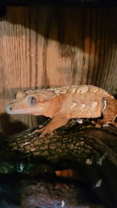 crested geckos, View more