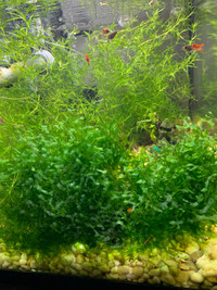 Subwassertang-Aquarium plant for shrimp and fry