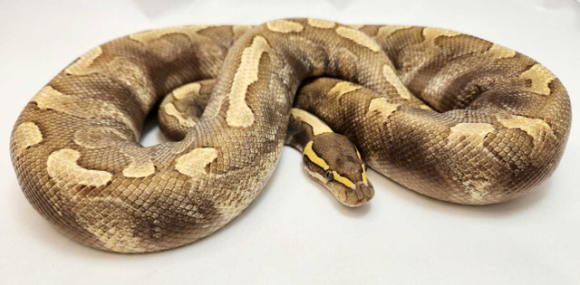 Lesser Enchi GHI PB Male in Reptiles & Amphibians for Rehoming in Oshawa / Durham Region
