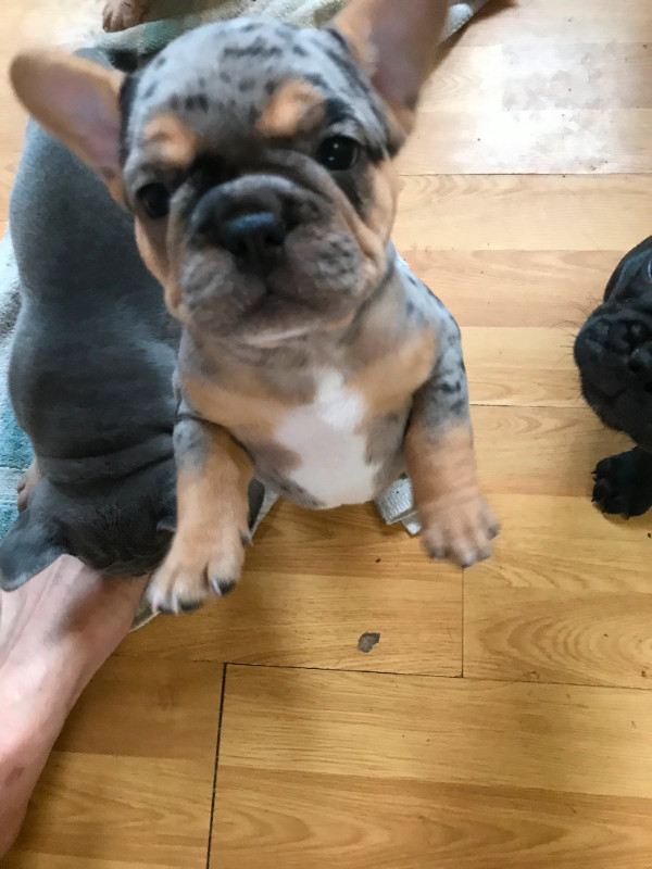 CKC FRENCH BULLDOG PUPPIES in Dogs & Puppies for Rehoming in Edmonton - Image 4