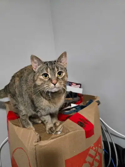 Loving Kitty Rehoming, View more
