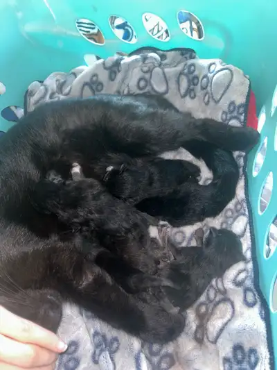 2 black and white 4 black. Genders unknown atm. Born June 9th will be ready to go August 26th or so....