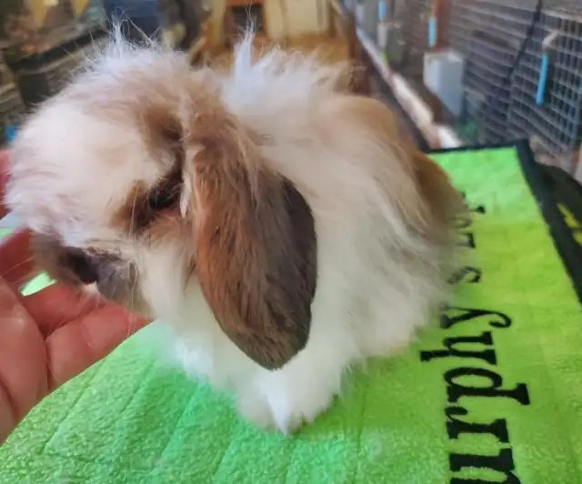 Lapin bélier Hollandais laineux * fuzzy Holland lop bunnies in Small Animals for Rehoming in City of Montréal - Image 9