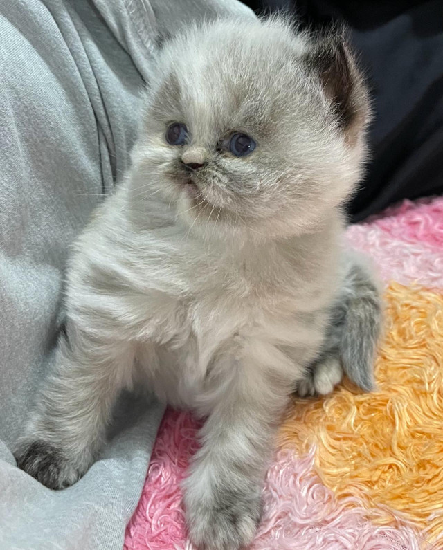 Himalayan Persian kittens  in Cats & Kittens for Rehoming in City of Toronto