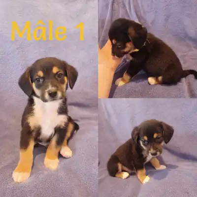 chiot a vendre, View more