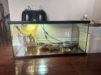 Reptile terrarium, bowls, lighting, lounger and other supplies