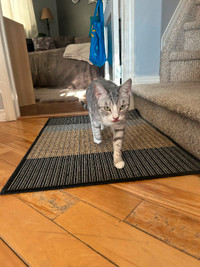 Free 3 year old kitten looking for a new home