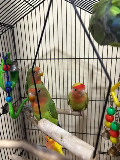 These peach face love birds are super sweet and playful, perfect for bird lovers! These beautiful bi...