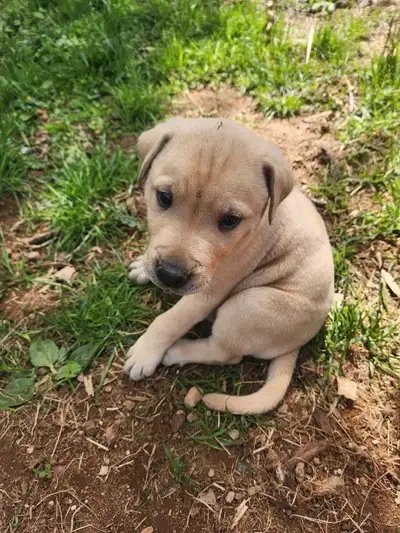Friendly puppies looking for their forever homes. Mom is a catahoula x shar pei and dad is a catahou...