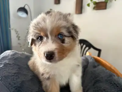 bergers australien bébés, chiots purs adorables et familiaux, View more