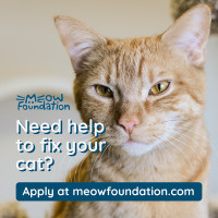Fix Your Cat or Kitten