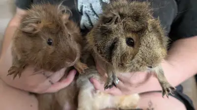 Young boar Guinea pigs, View more