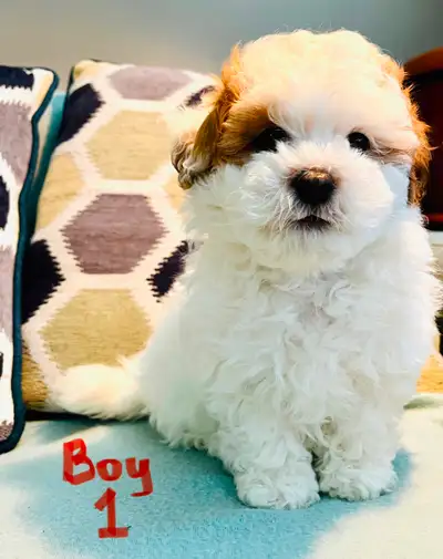 Adorable Shih-Poo puppies-Ready by Mother’s Day-Family Raised, View more