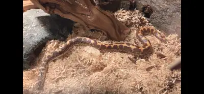 Adult male kenyan sand boa normal het anery and neuclear, View more