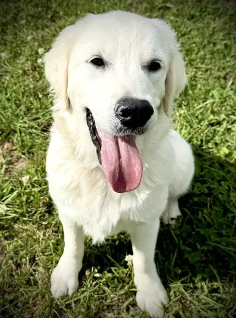 English Cream Golden Retriever in Dogs & Puppies for Rehoming in Oakville / Halton Region - Image 9