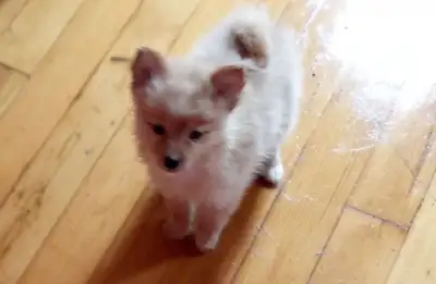 I belong to you ❤️Pomchi! 2 left Great prize!, View more