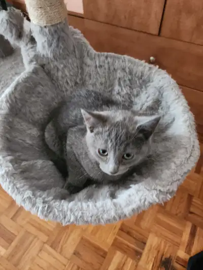 2 Chatons mâles (10 Semaines), View more