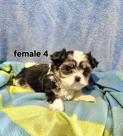 Call or text only to 226 773 2860 Our Maltese and Shih Tzu Cross puppies are super friendly and soci...