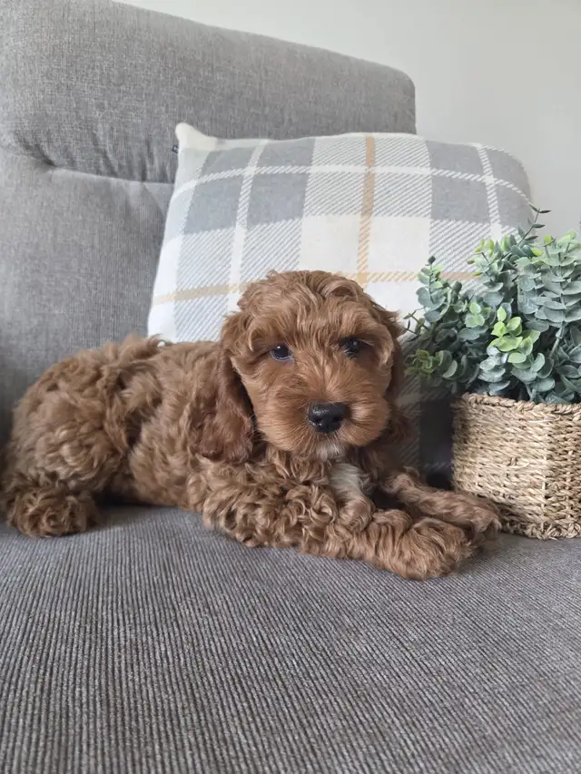Gorgeous miniature Red cockapoo puppies | Dogs & Puppies for Rehoming ...