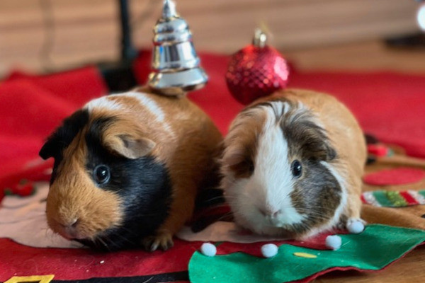 Hope And Daisy. Adorable, Female Guinea Pigs Seeking New Home in Small Animals for Rehoming in Oshawa / Durham Region