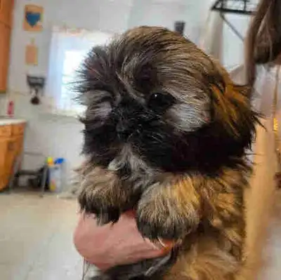 Shih Tzu Puppies, View more