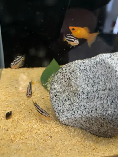 $5 Baby Auratus Cichlid , View more