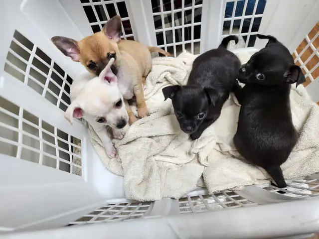 Chihuahua puppies ready now in Dogs & Puppies for Rehoming in Edmonton - Image 2