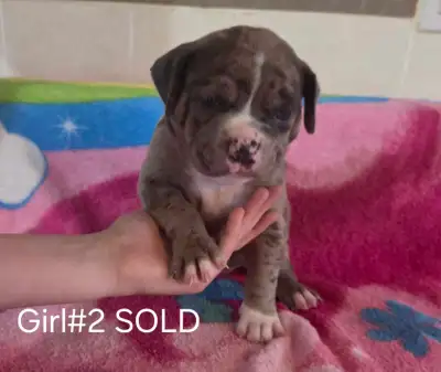 These adorable American Bulldog and Old English Bulldogge mix puppies are looking for their forever...