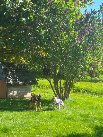 Blue fawn FRENCH bulldog & GERMAN Shepherd puppy, View more