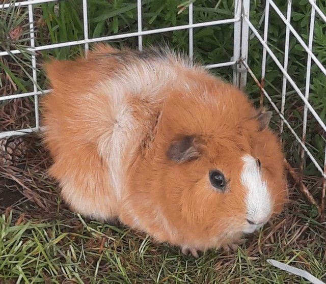 FREE guinea pigs. All males.  in Small Animals for Rehoming in St. Catharines - Image 4