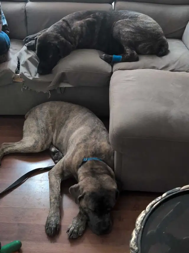 purebred blue brindle cane corso in Dogs & Puppies for Rehoming in Ottawa - Image 4