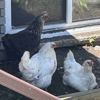 3 Laying Hens for Rehoming