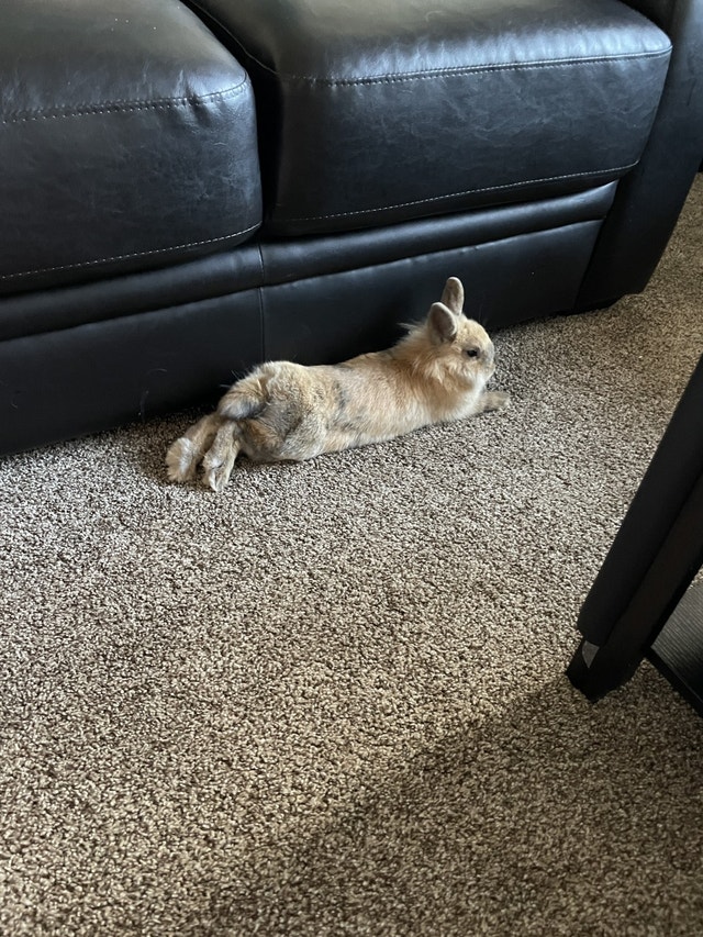 Dwarf/lion head cross bunny with hutch and cage Small Animals for