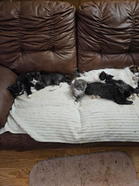 Ragdoll mix kittens for adoption