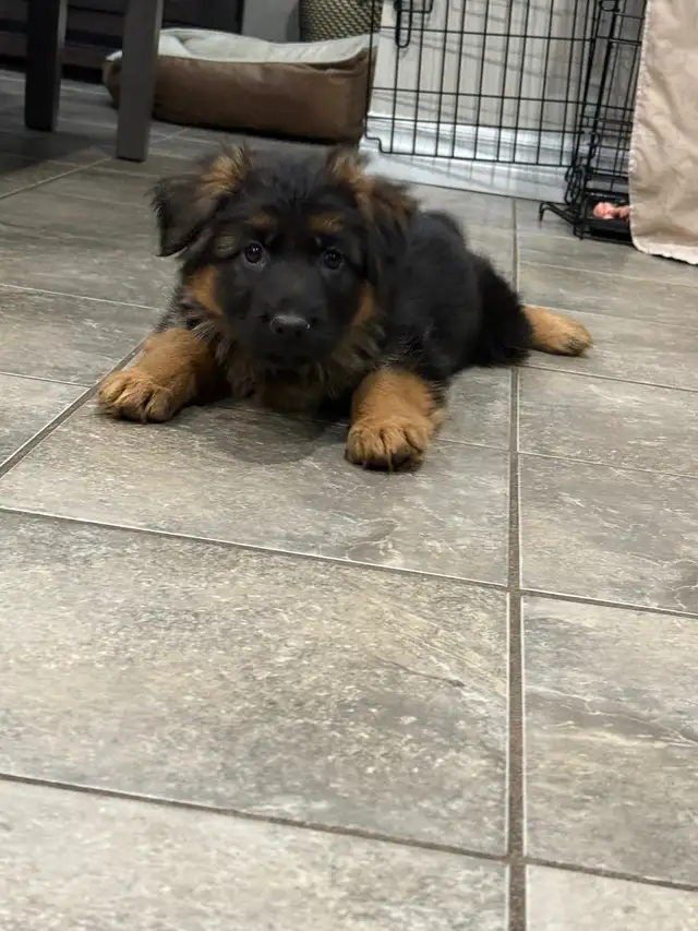 Longhaired German Shepherd Female - Ready to Go! in Dogs & Puppies for Rehoming in Brantford - Image 11