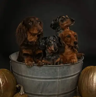 Dachshund Puppies, View more
