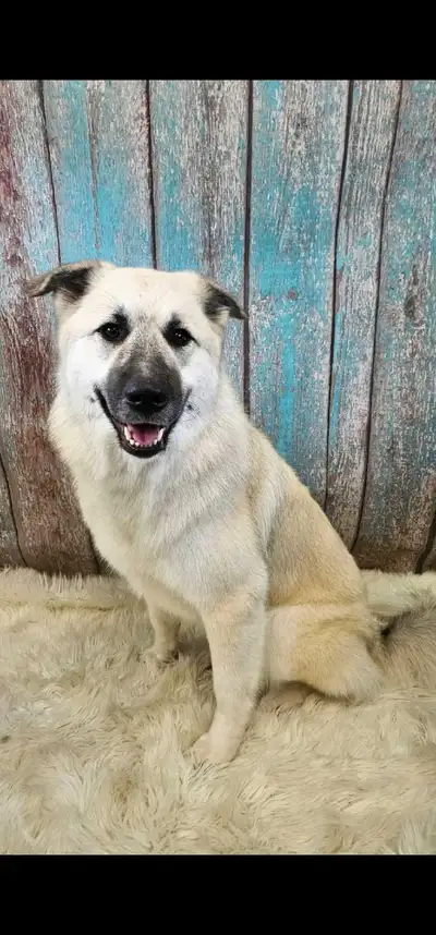Norwegian Elkhound / Great Pyrenees , View more