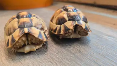 Egyptian tortoises, uromastyx, caledonian geckos for sale, View more