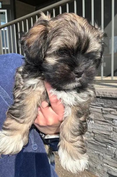 Malshi Puppies, View more