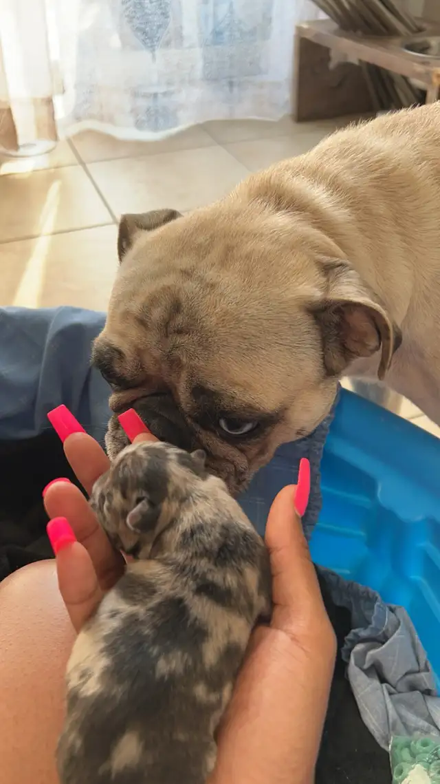 4 year old Mixed French Bulldog in Dogs & Puppies for Rehoming in City of Toronto - Image 3